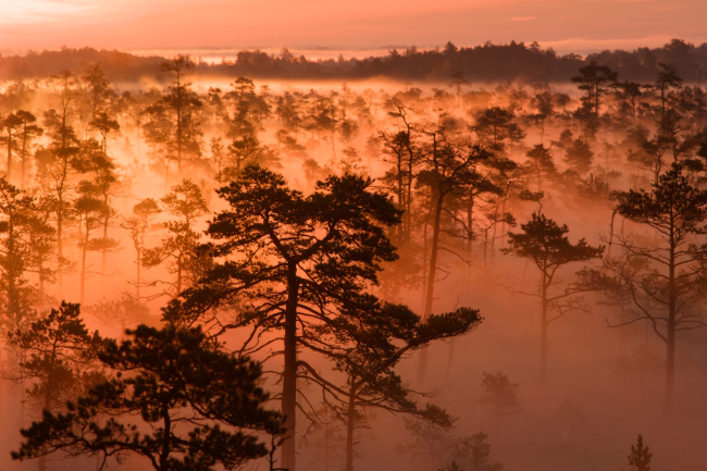 Soomaa Rahvuspark, Kuresoo raba päikesetõus. Foto: Toomas Kalda