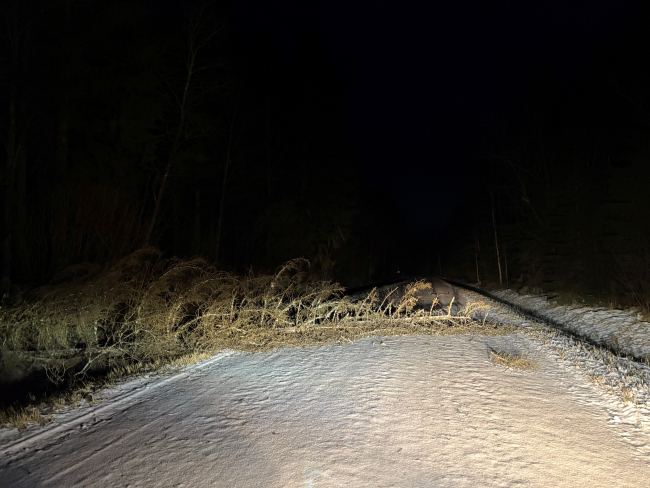 Teele murdunud kuivanud kuusk. Foto: Ahto Täpsi