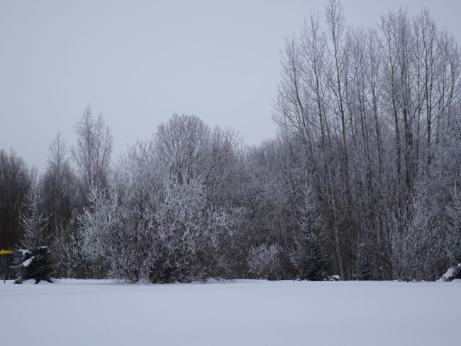 Härmas puudesalu esmaspäeval