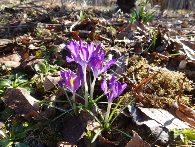 Esimesed krookused õitsesid.