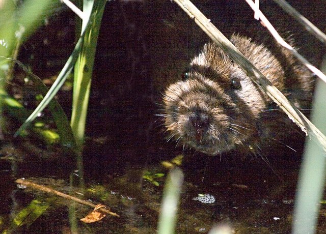 File:Water Vole at The Mayfly - geograph.org.uk - 468712.jpg