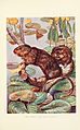 British mammals (6358187131).jpg