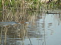 Water Vole (Arvicola terrestris) - geograph.org.uk - 71951.jpg