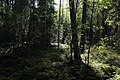 Autumn Forest (121130681).jpeg
