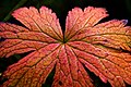 Autumn Leaves (15284685).jpeg