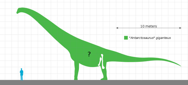 File:"Antarctosaurus" giganteus Size Chart.svg