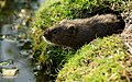 On Lookout (6178593175).jpg