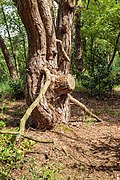 Diakonievene. Natuurgebied van It Fryske Gea. 31-05-2019. (d.j.b). 03.jpg