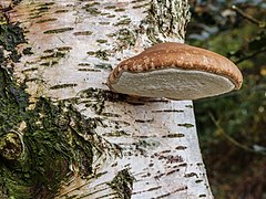 Berkenzwam (Piptoporus betulinus) (d.j.b.) 08.jpg