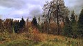 Autumn Woods (85085115).jpeg