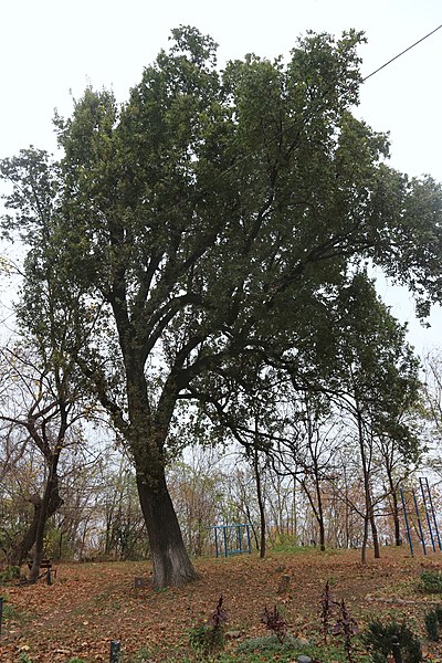 File:! 51-101-5018 Дуб Лемме.jpg