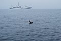 Puffin and Akademik Ioffe – Bird Island, NS – (2018-07-16).jpeg