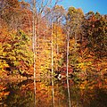 Autum Reflections (88219697).jpeg