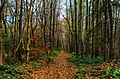 Autumn Forest (180309025).jpeg