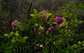 Autumn Rain And Pink Roses (235601471).jpeg