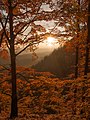 Autumn (17261397).jpeg