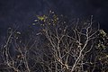 Autumn (182749057).jpeg