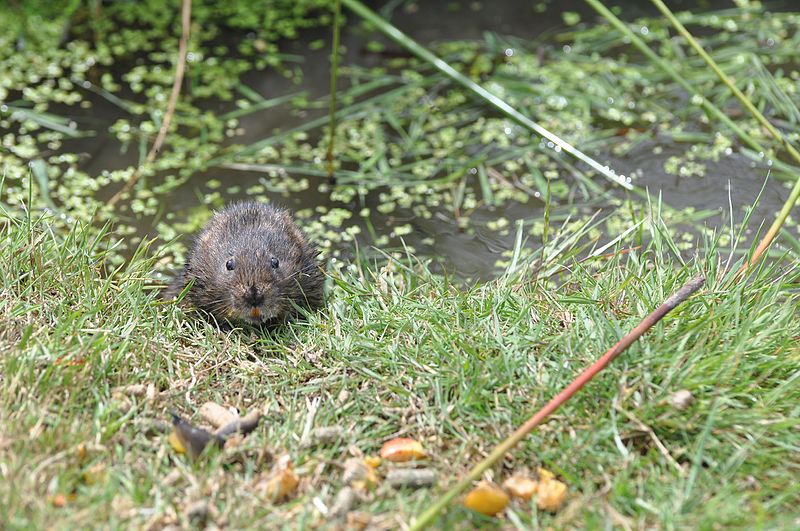 File:Water vole approaching 3.jpg