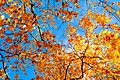 Autumn Trees (18787327).jpeg