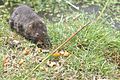 Water vole approaching food.jpg