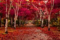 Autmun Road (126929117).jpeg