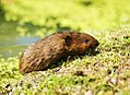 Water Vole (5140633168).jpg