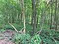 Aubinger Lohe 5618.jpg