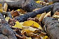 Autumn Leaf (178749765).jpeg
