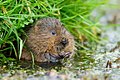 Water Vole (5522127259).jpg