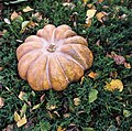 Autumn Fairytale (234149331).jpeg