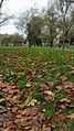 Autumn Jpg (128491171).jpeg