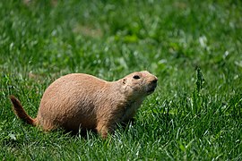 Chien de prairie DSCF8031.jpg