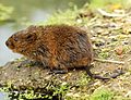 Arvicola amphibius.jpg