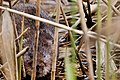 Water Vole - RSPB Fowlmere (34286164735).jpg