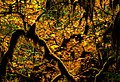 Autumn forest (15389095799).jpg