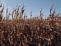 Autumn Corn Fields - Farmland in Rural Iowa (44981860084).jpg