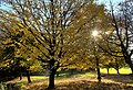 Autumn Trees (184183749).jpeg