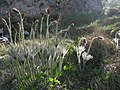 "Pulsatilla slavica", after blooming.jpg