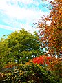 Autumn Colour (180413119).jpeg