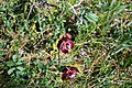 Purple pitcher plants – Gros Morne, NL – (2018-07-21).jpeg
