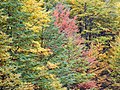 Autumn (180530179).jpeg
