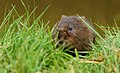 Keeping a Watchful eye (7032438517).jpg