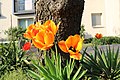 Flowers on Potsdam street 8 (April, 2018).jpg