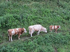2018-06-18 (202) Cows at Haltgraben in Frankenfels, Austria.jpg