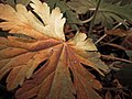 Autumn (17649405).jpeg