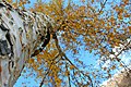 Autumn in Naltar Valley.jpg