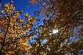 Autumn photography.jpg