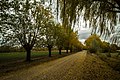 Autumn Way (51788166).jpeg