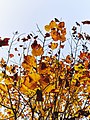 Autumn 2015 (127915501).jpeg