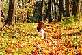 Autumn S Dog C (88335701).jpeg